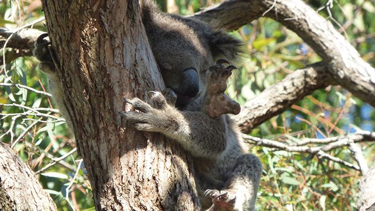 koala_homepg 2021 Greens campaign issues for Port Stephens council - koalas
