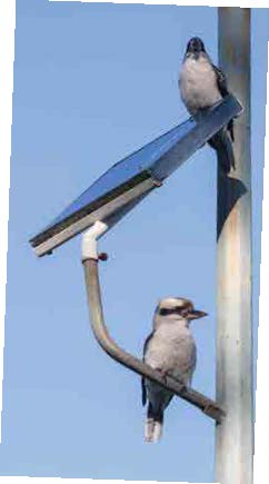 Kookaburras and solar panel