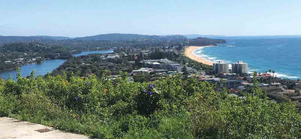 Tree canopy on the Northern Beaches